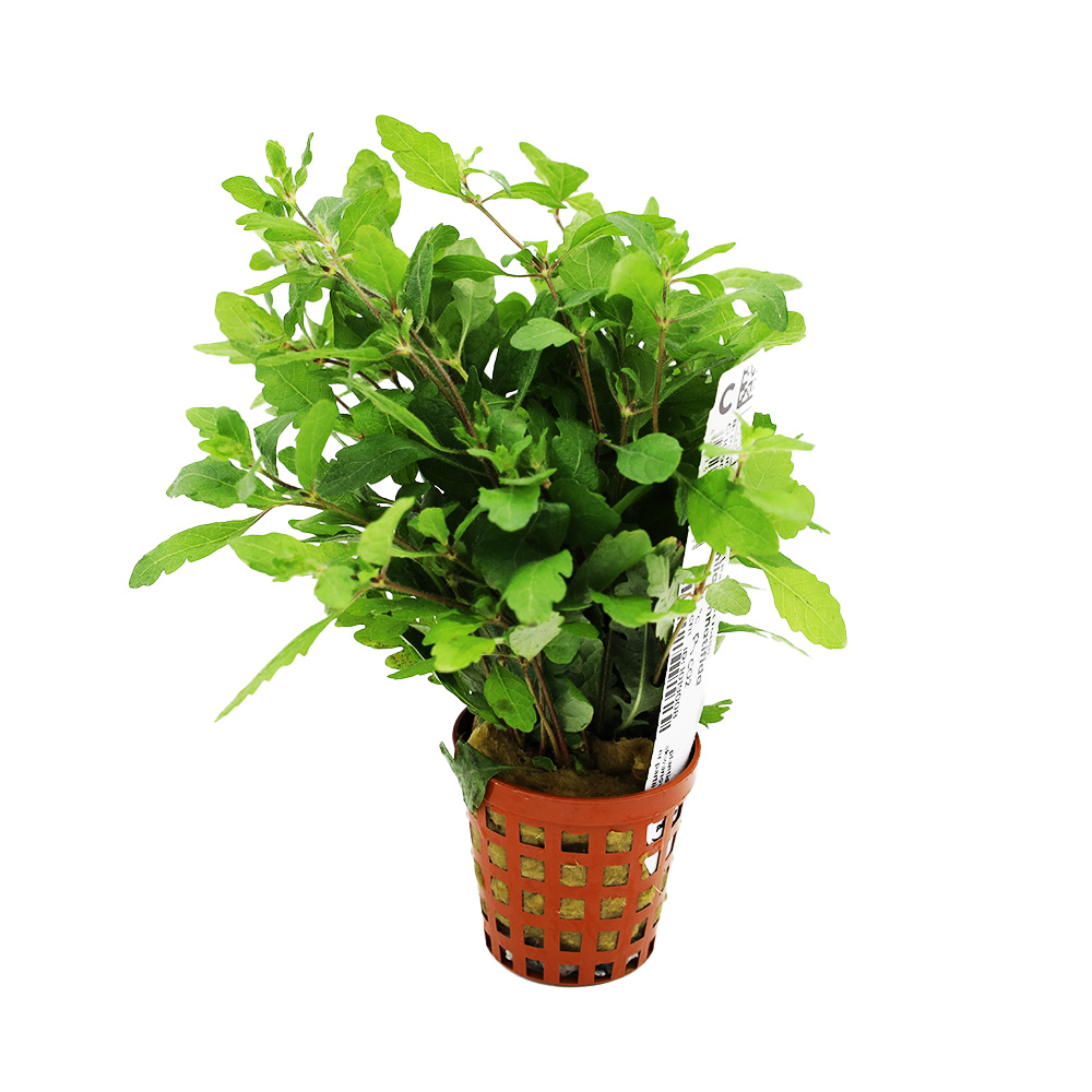 Hygrophila pinnatifida ozdobna roślina do akwarium koszyk XXL